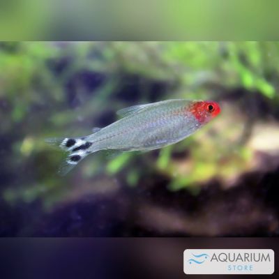 Pesce dal naso rosso 3,5-4 cm (Hemigrammus rhodostomus) – pesce vivo acqua dolce