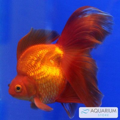 Pesce rosso velato 3-4 cm (Carassius auratus) – pesce vivo acqua dolce