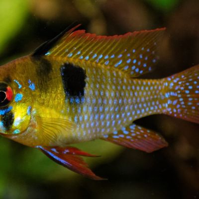Ramirezi Long Fin (Mikrogeophagus ramirezi) – pesce vivo