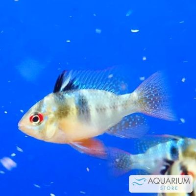 Ramirezi 3,5-4 cm (Mikrogeophagus ramirezi) – pesce vivo acqua dolce
