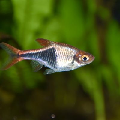 Rasbora arlecchino (Trigonostigma heteromorpha) – pesce vivo acqua dolce