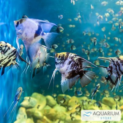 Scalare misto 4-5 cm (Pterophyllum scalare) – pesce vivo acqua dolce