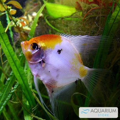 Scalare Koi full orange 3,5-4 cm (Pterophyllum scalare) – pesce vivo acqua dolce