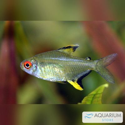 Tetra limone 1,5-2 cm (Hyphessobrycon pulchripinnis) – pesce vivo acqua dolce