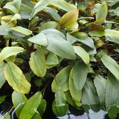 Cryptocoryne beckettii – pianta viva acquario acqua dolce