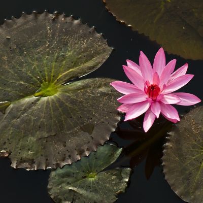 Ninfea rossa (bulbo) (Nymphaea rubra) – pianta viva acquario acqua dolce