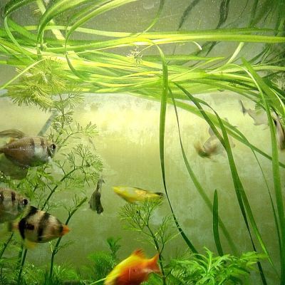 Vallisneria a spirale (Vallisneria spiralis) – pianta viva acquario acqua dolce